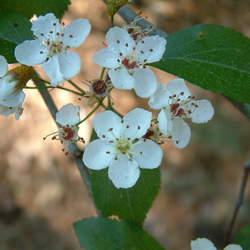 Crataegus viridis   Winter King Winter King Green Hawthorn seed for sale 