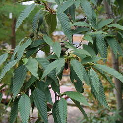 Alnus firma Firma Alder, Asian Alder, Japanese Green Alder seed for sale 