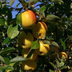 Malus pumila  Bittenfelder Bittenfelder Apple seed for sale 