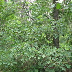 Quercus ilicifolia Scrub Oak, Bear Oak seed for sale 