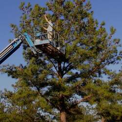 Pinus taeda     Improved Improved Loblolly Pine seed for sale 