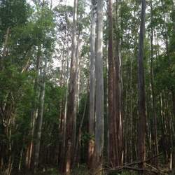 Eucalyptus grandis Grand Eucalyptus, Rose Gum, Flooded Gum seed for sale 