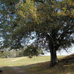 Quercus kelloggii California Black Oak seed for sale 