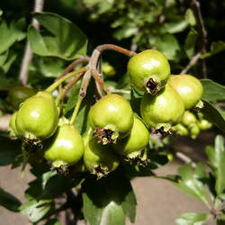 Crataegus azarolus Azarole, Mosphilla, Mediterranean Medlar seed for sale 