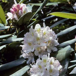 Rhododendron maximum Great Laurel, Rosebay, Rosebay Rhododendron seed for sale 