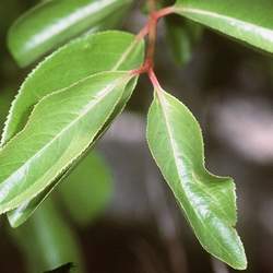 Viburnum prunifolium fruits Blackhaw seed for sale 