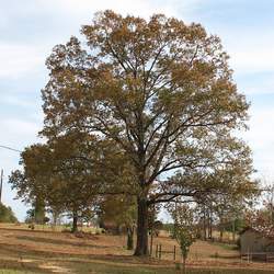 Quercus falcata Southern Red Oak, Spanish Red Oak seed for sale 