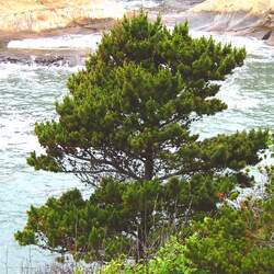 Pinus contorta  contorta Shore Pine, Beach Pine seed for sale 