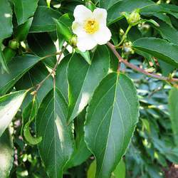 Stewartia monadelpha Tall Stewartia seed for sale 