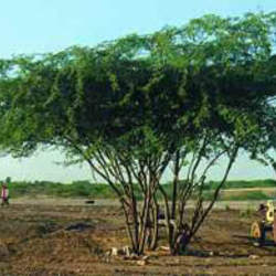 Prosopis juliflora Mesquite, Algarrobo seed for sale 