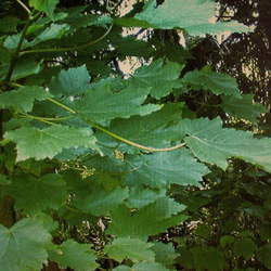 Acer velutinum Velvet Maple seed for sale 