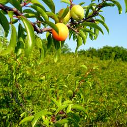 Prunus angustifolia Chickasaw Plum, Sand Plum, Sandhill Plum seed for sale 