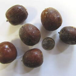 Quercus macrocarpa  x gambellii Bur x Gambell Oak, Burgambell Oak seed for sale 