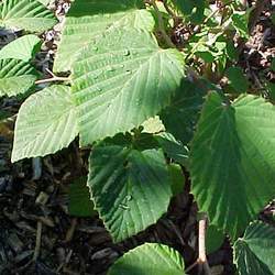 Corylopsis glabrescens Fragrant Winterhazel seed for sale 