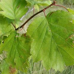 Crataegus intricata Copenhagen Hawthorn, Thicket Hawthorn seed for sale 