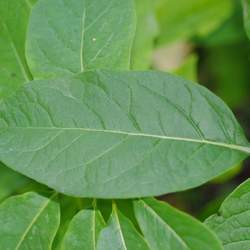 Pterostyrax corymbosus Little Epaulette Tree seed for sale 