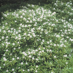 Rhododendron maximum Great Laurel, Rosebay, Rosebay Rhododendron seed for sale 