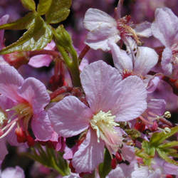 Ungnadia speciosa Mexican Buckeye seed for sale 