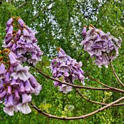 Paulownia kawakamii Sapphire Dragon Tree seed for sale 