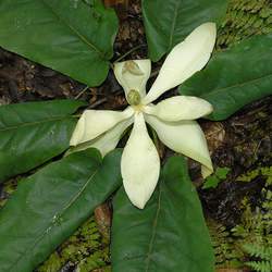 Magnolia fraseri Mountain Magnolia, Fraser Magnolia seed for sale 