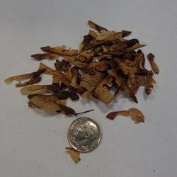 Acer tetramerum Spike Leafed Maple seed for sale 