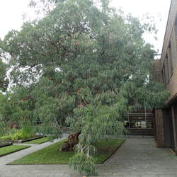 Eucalyptus perriniana Spinning Gum, Round-leaved Snow Gum seed for sale 