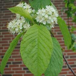 Prunus maackii Amur Chokecherry, Manchurian cherry seed for sale 