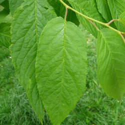 Prunus maackii Amur Chokecherry, Manchurian cherry seed for sale 