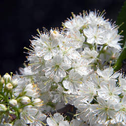 Prunus maackii Amur Chokecherry, Manchurian cherry seed for sale 