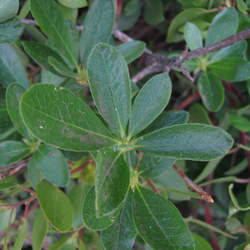 Rhododendron occidentale Western Azalea seed for sale 