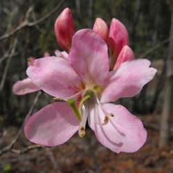 Rhododendron vaseyi Pinkshell Azalea, Pinkshell Rhododendron seed for sale 