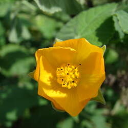 Abutilon grandifolium Hairy Indian Mallow seed for sale 