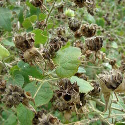 Abutilon grandifolium Hairy Indian Mallow seed for sale 